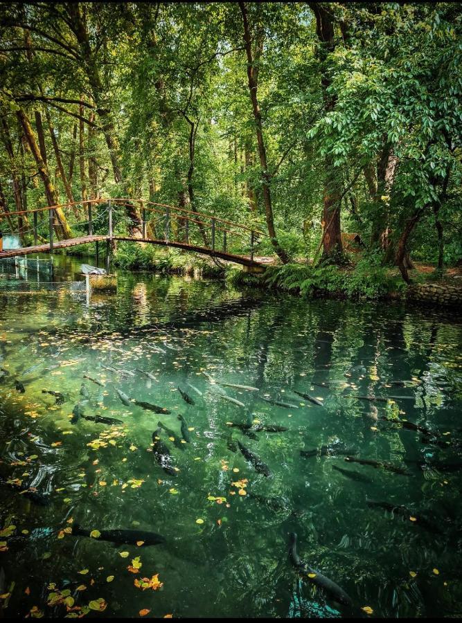 Янтарная Форель Bushtyno Luaran gambar